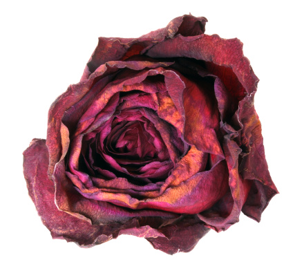 A dried rose isolated on white background.