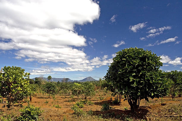 istock Coffee arabica plantation with small plants in Laos 124865458