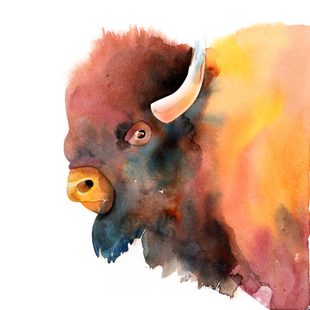 istock Mountain bison, image of a bull. Watercolor illustration isolated on a white background 1248655227