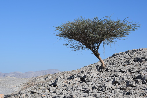 A Boswellia (frankincense) tree in the Omani desert