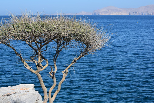 Boswellia (frankincense) tree, frame left, on the water in Musandam, Oman