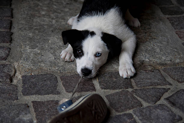 istock Tender puppy dog and her shoe 124865676