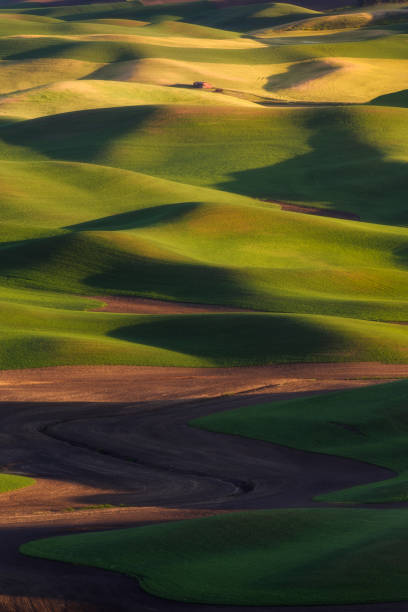 istock Barley and wheat field in Palouse, Washington 1248656820