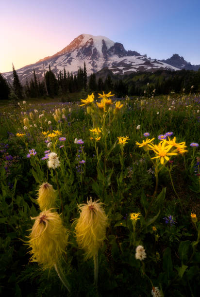 Wildflower in Mount Rainier National Park, Washington
