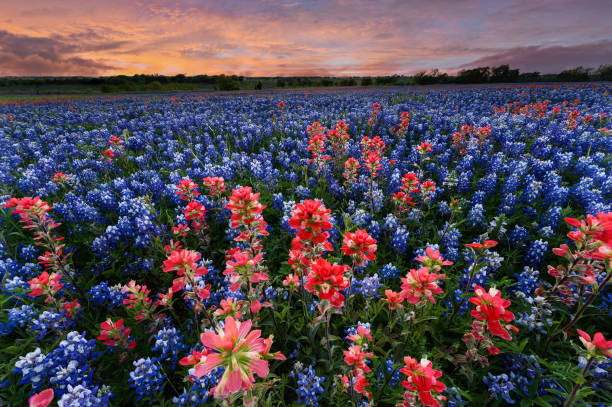istock Wild flower Bluebonnet in Texas 1248656831