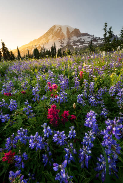 istock Wildflower in Mount Rainier National Park, Washington 1248656862