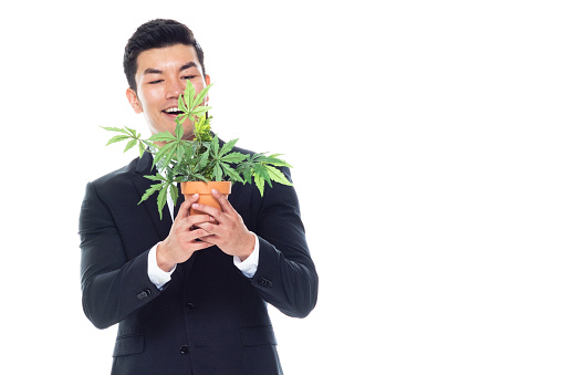 Waist up of aged 20-29 years old east asian ethnicity male business person standing in front of white background wearing necktie who is smiling and holding cannabis plant