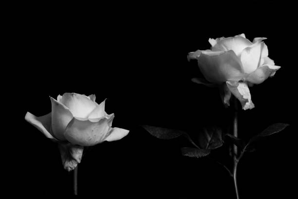Close up of a single white rose against a black background