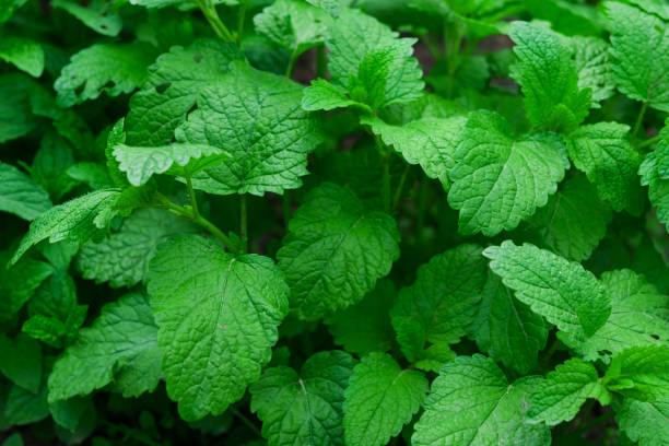 istock Closeup of Lemon balm (Melissa officinalis), medicinal plant, herb, medicinal herb 1248658768
