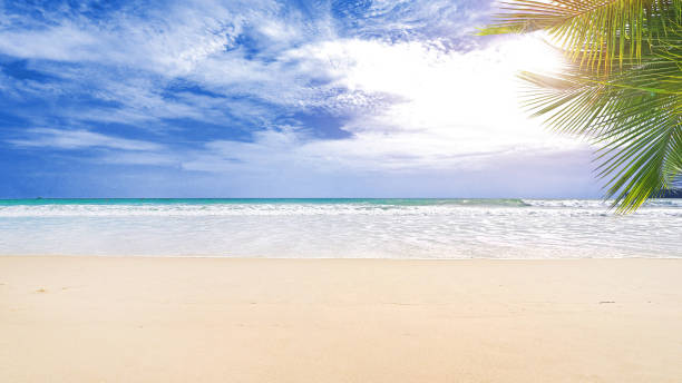 istock Summer time - clean white sand beach with coconut or palm tree in sunshine 1248658825