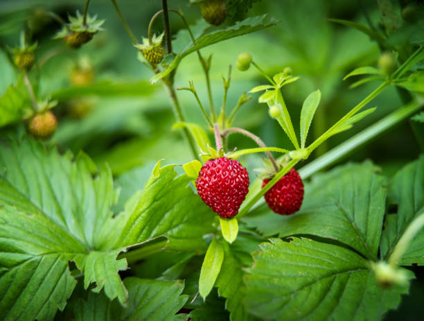 istock Small strawberry plants in organic garden 1248658902