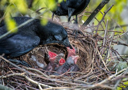 Two adult crows feeding young birds in the nest