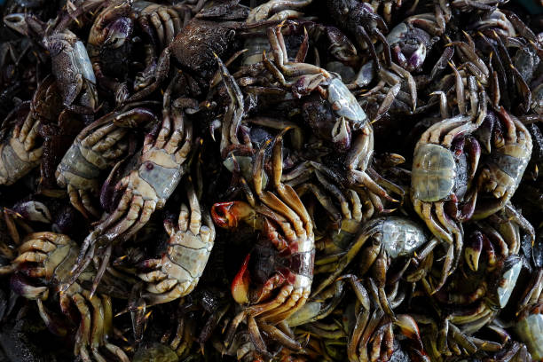 istock Crab pickled in fish sauce 1248659731
