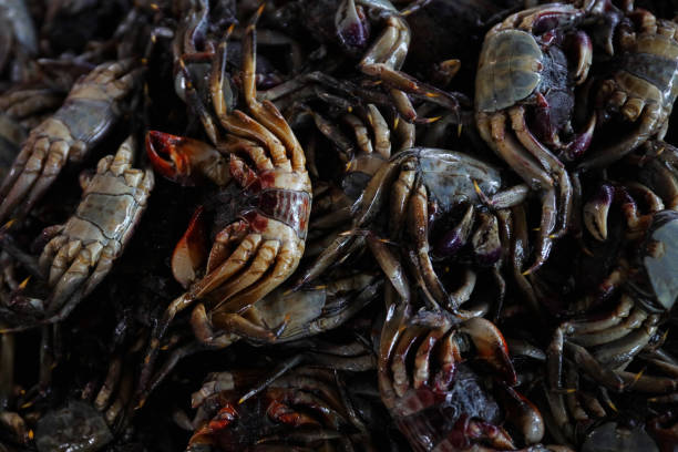 Crab pickled in fish sauce