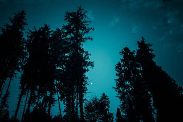 istock Moon through the spruce trees silhouettes in magic mystery night forest. Halloween backdrop. 1248659806