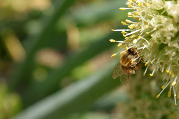 istock Flower green with bee collects honey nectar 1248659876