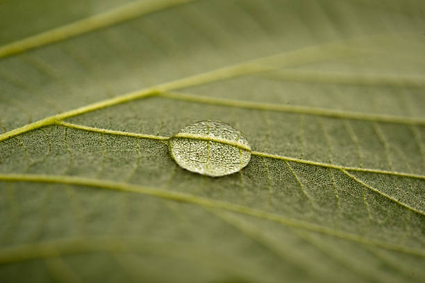 istock Waterdrop on the back of a green leaf 124866005