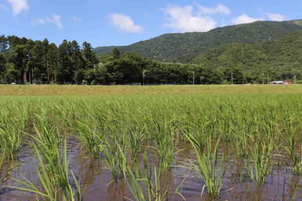 istock Rice field and mountain in Japan 1248660538