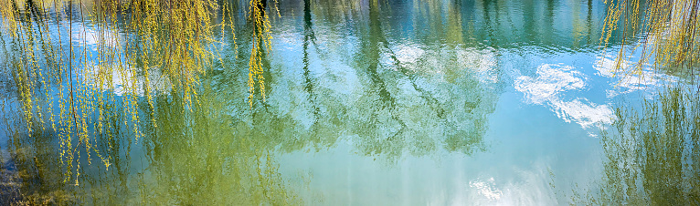 willow tree branches with fresh and pointy leaves hanging over pond surface and reflecting in water. panoramic view