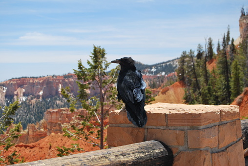 A raven enjoying the view