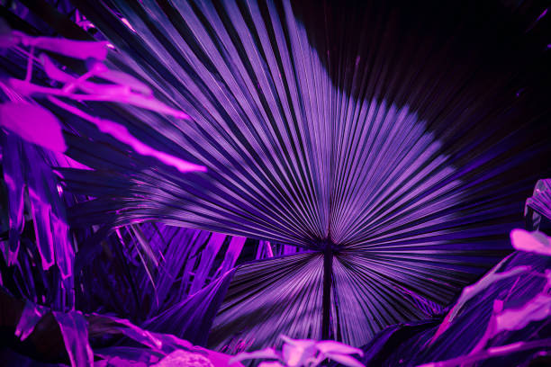 istock tropical leaves in jungle, purple toned process 1248662042