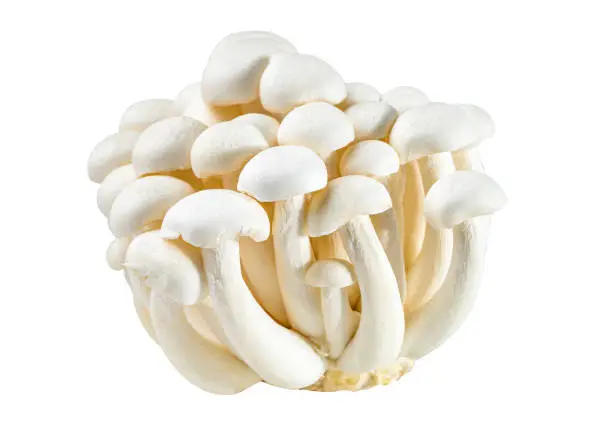 Shimeji, Fresh white bunapi mushrooms from Asia on white background.