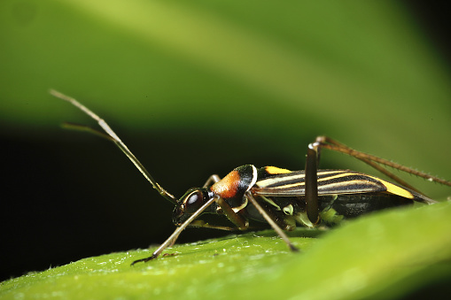 A black, orange, yellow, and white plant bug with dark red eyes and long antennae rests on a leaf