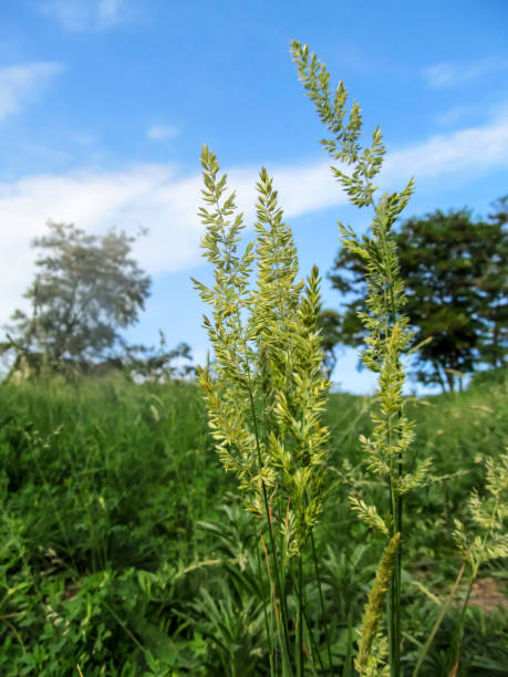 istock Flowering meadow Poa pratensis grass close-up, vertical 1248663367