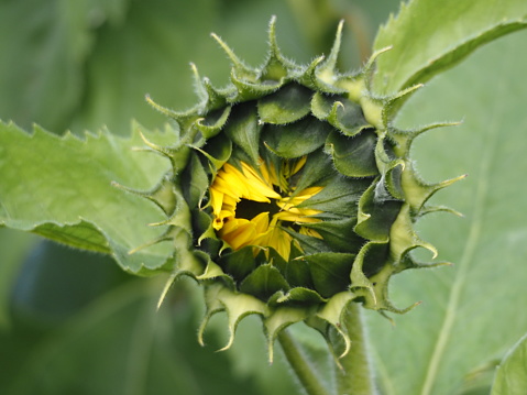 Horizontal photo of a beautiful Sunflower bud just opening, growing in an organic garden on a sunny day