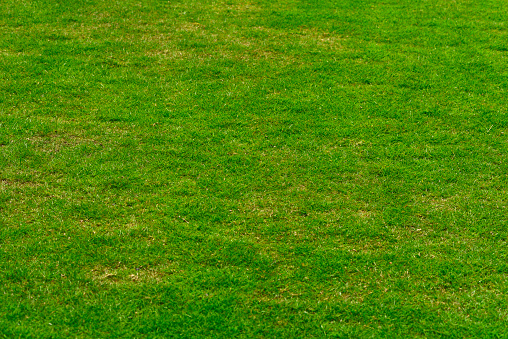High angle view of green grass texture background.