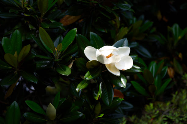 istock Blooming Magnolia flowers in springtime 1248664585