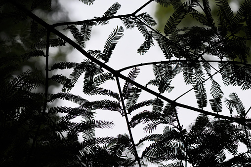 Low angle view of leaf silhouette.