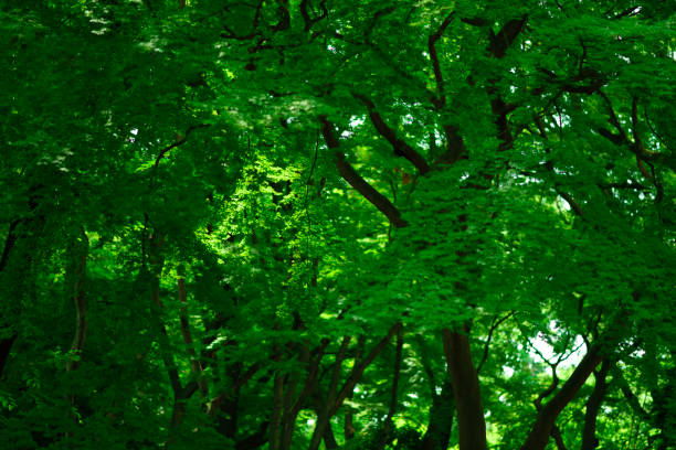 Fresh green leaves in springtime with shallow depth of field.
