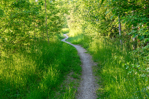 narrow path through young green forest in Hallabrottet Kumla Sweden