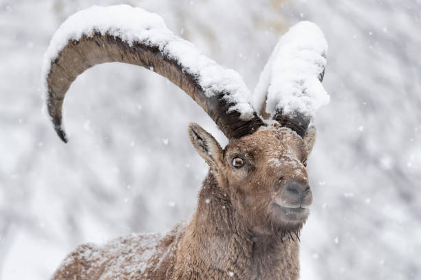 alpensteinmännchen unter schneesturm (capra ibex) - alpensteinbock stock-fotos und bilder