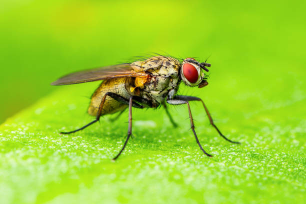 istock Exotic Drosophila Fruit Fly Diptera Parasite Insect on Plant Leaf 1248668800