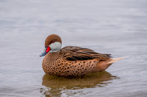 One white-cheeked pintail duck in the water. duck in the water. One white-cheeked pintail or Anas bahamensis or Bahama pintail or summer duck in Lake Geneva, Lausanne, Switzerland. white cheeked pintail duck stock pictures, royalty-free photos & images