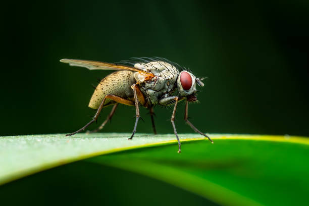istock Exotic Drosophila Fly Diptera Parasite Insect Macro 1248670222