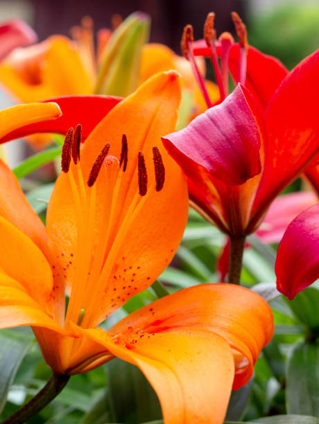 istock collection of pollen on a lily in a close-up 1248671437