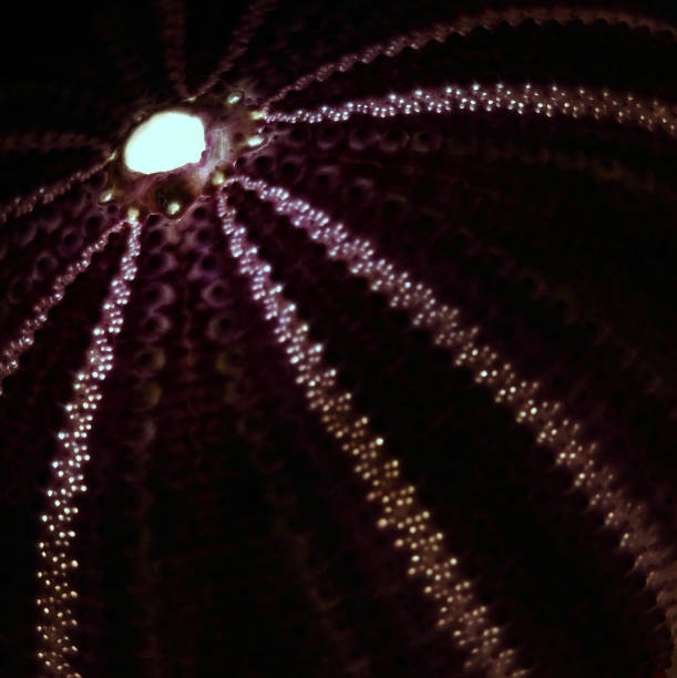 istock Macro of purple sea urchin shell 1248671690