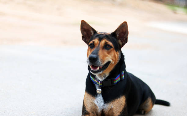 istock Rottweiler breed mixed with Labrador breed dog laying down on cement or concrete floor with orange wall in the morning, looking for the owner love, Has copy space, animal wildlife dog person concept. 1248671818