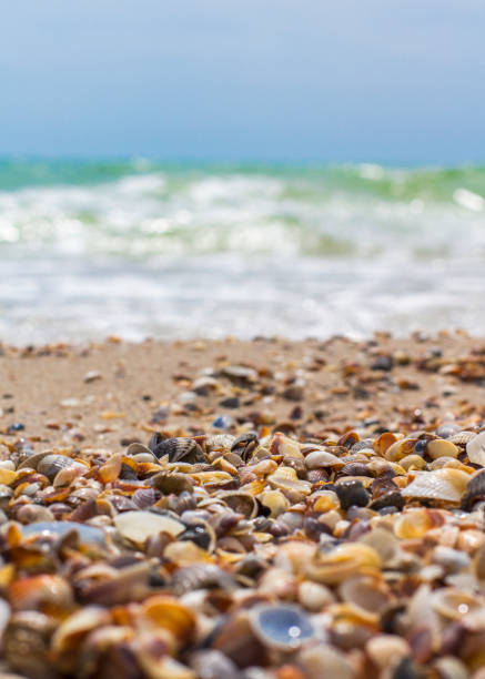 istock Seashells on the seashore. Sea waves. Coast 1248672412