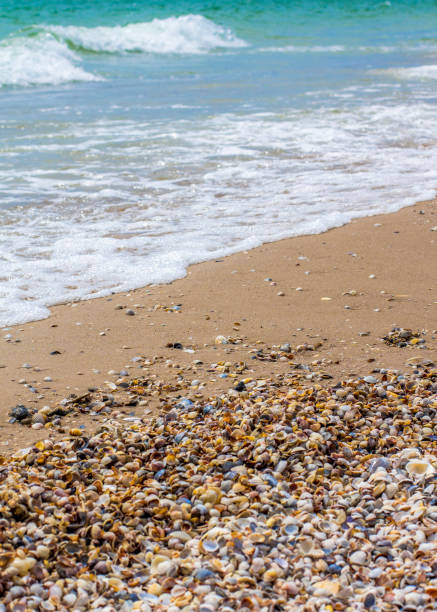 istock Seashells on the seashore. Sea waves. Coast 1248672516
