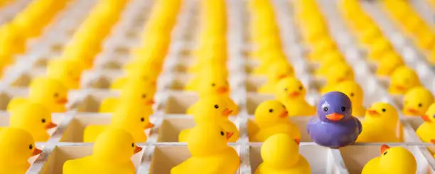 Many yellow rubber ducks in white wooden pigeon hole boxes looking at one different purple duck that is free outside the boxes. Concept image relating to thinking outside the box, freedom, standing out from the crowd, individuality, success, conquering adversity etc.