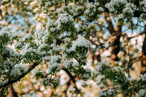 istock Apple tree blossom, spring time, green leaves of apple tree on sunset. 1248673124