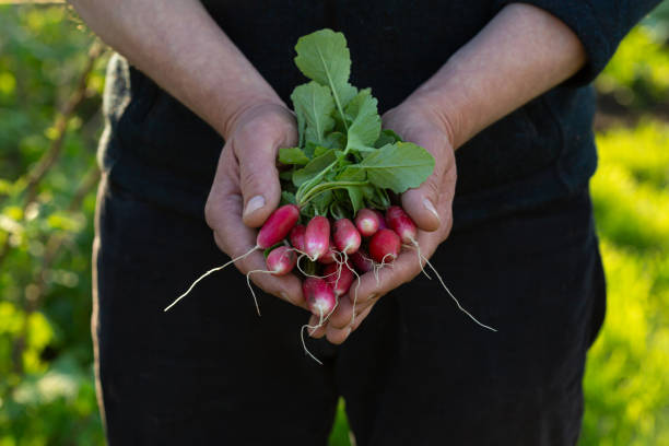 istock Fresh organic radish in hands, homegrown prod 1248673185