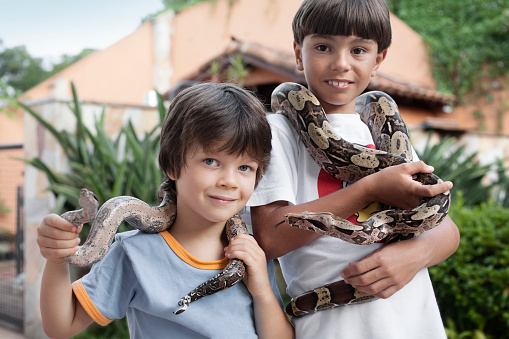 Young boys with two pythons.