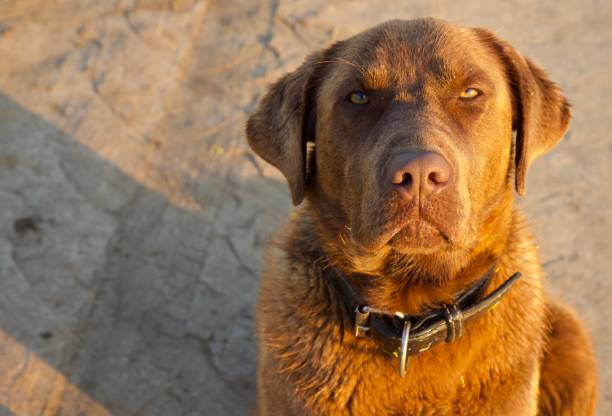 brown labrador looks seriously and somehow angrily at the camera - dog sadness large isolated imagens e fotografias de stock