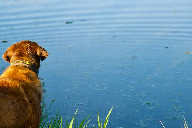 istock Brown Labrador looks at the filthy surface of a pond 1248675203