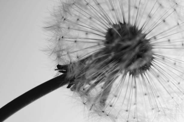 istock B&W Macro of dandelion 1248676347